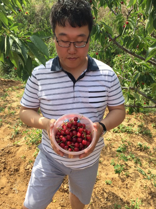 我摘了一小盆樱桃